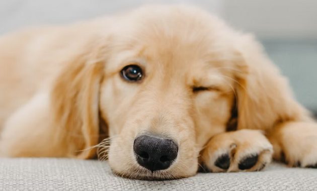 Best Pet Care App Recommendations You Should Use